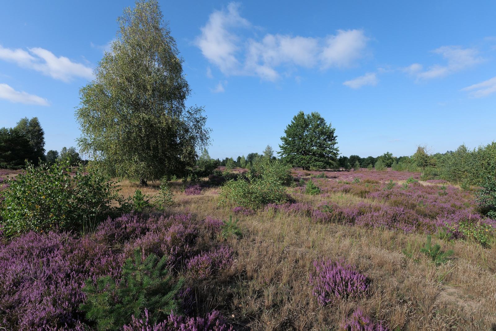 Symbolbild: blühende Besenheide mit Birke und jungen Kiefern unter blauem Himmel.