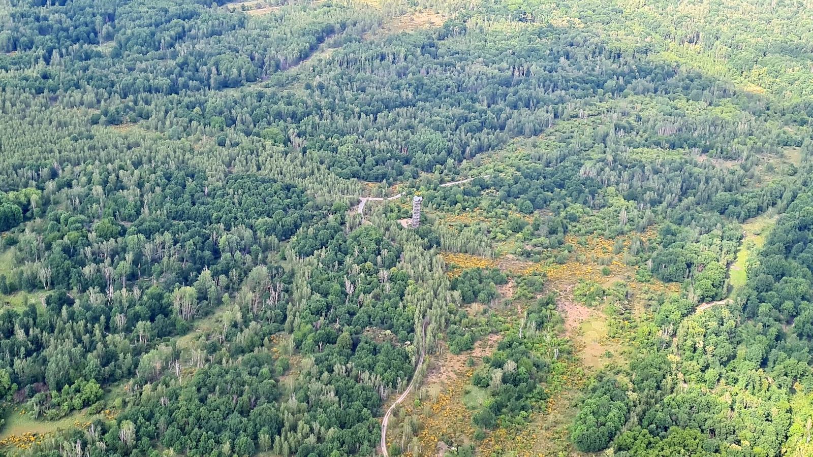 Luftbild der Königsbrücker Heide: Der hölzerne Haselbergturm steht zwischen Birken, Kiefern und offenen Flächen mit gelb blühendem Ginster.